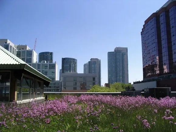 Mecs Green Roof Among Others